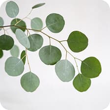 Eucalyptus