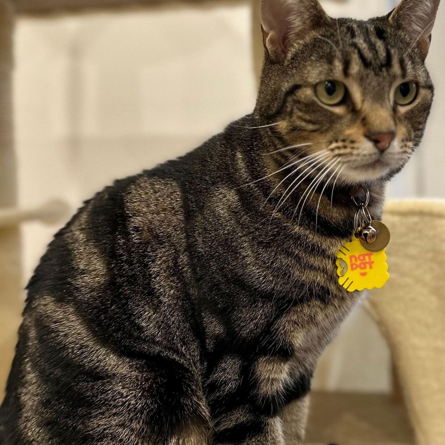 Cat Essential Care Kit