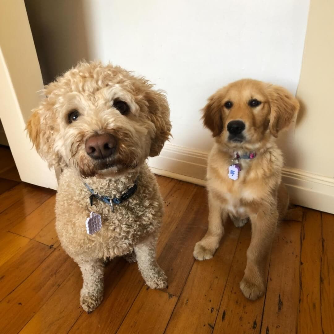 Pet Zen Vapor Stickers – Dog Stress Relief