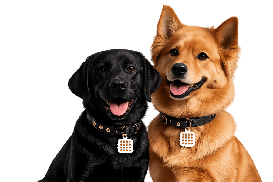 A relaxed dog and cat lying together indoors, illustrating the calming effect of Pet ZenPatch.