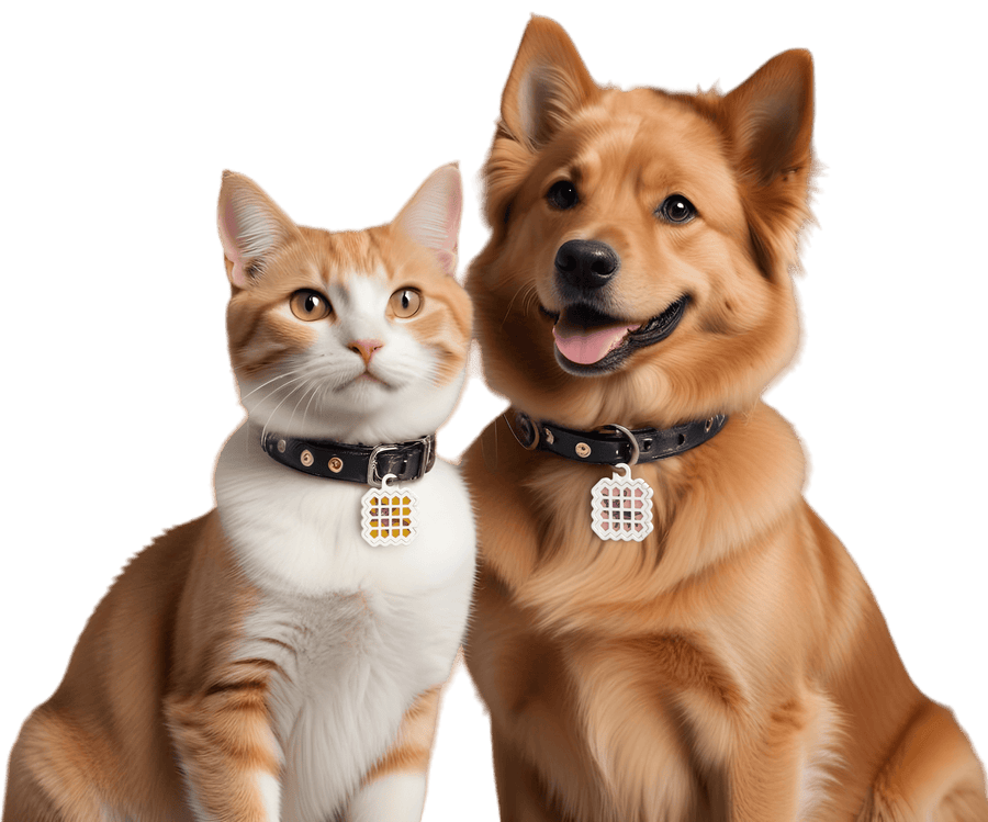 A ginger-and-white cat and a golden fluffy dog sitting side by side, each wearing a black collar with a white NatPat Pet Locket tag.