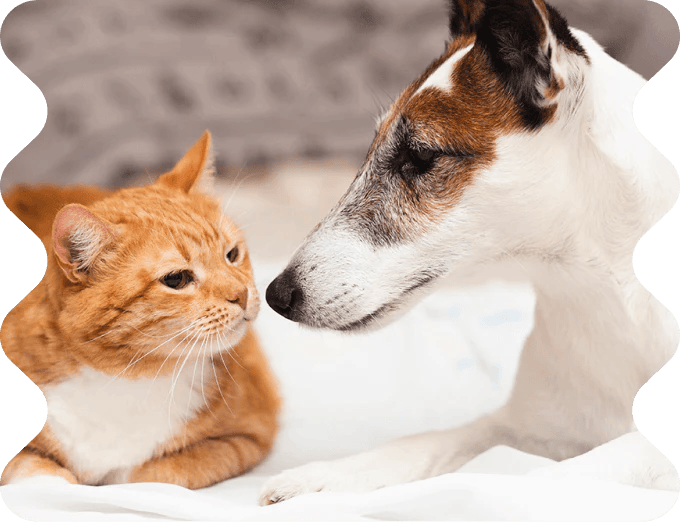 Non-Toxic and Safe for Pets