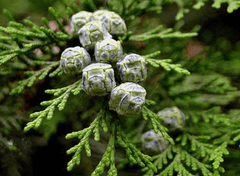 White Cypress Leaf