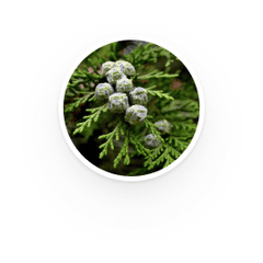 White Cypress Leaf