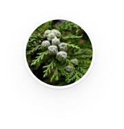 White Cypress Leaf
