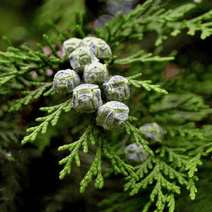 White Cypress Leaf
