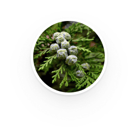 White Cypress Leaf