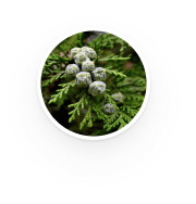 White Cypress Leaf