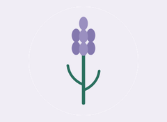 Lavender