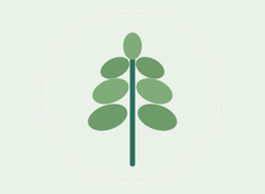 Sweet Marjoram