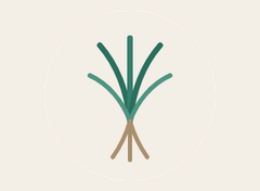 Vetiver