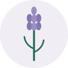 Lavender