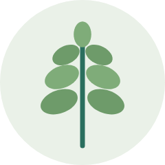 Sweet Marjoram