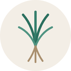 Vetiver
