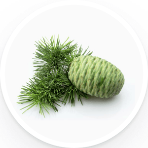 Atlas Cedarwood