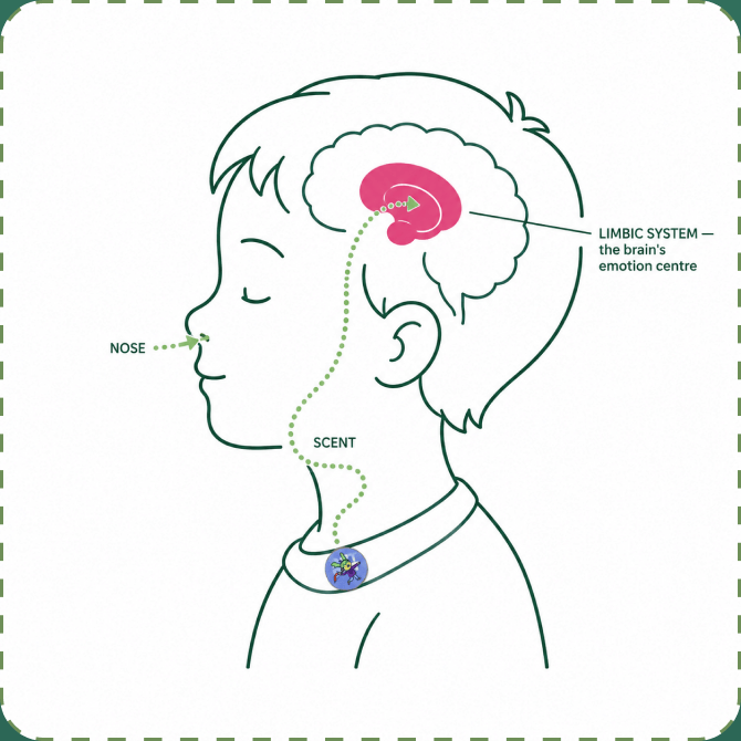 A line-drawn diagram of a child's head in profile: a green dotted scent trail rises from a ZenPatch sticker on the shirt collar, past the nose labelled NOSE, into a pink-highlighted brain region labelled LIMBIC SYSTEM — the brain's emotion centre.